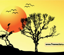 Sunset background tree